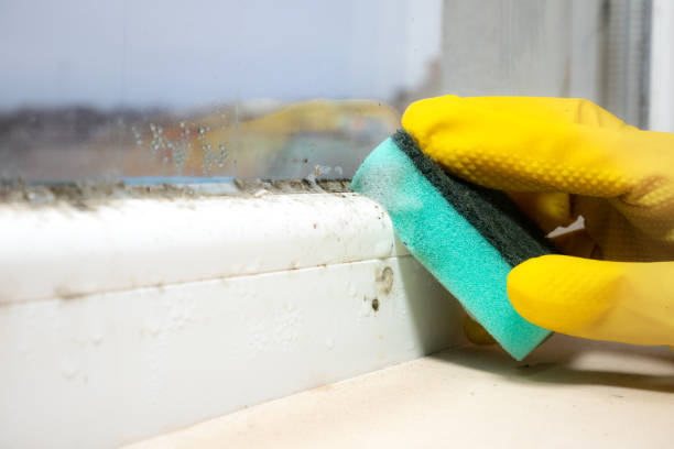 Best Basement Mold Removal  in Parkland, FL